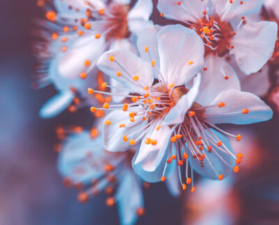 Cherry trees stolen