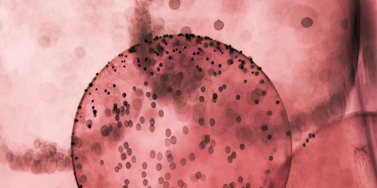 Do these common cough remedies actually work