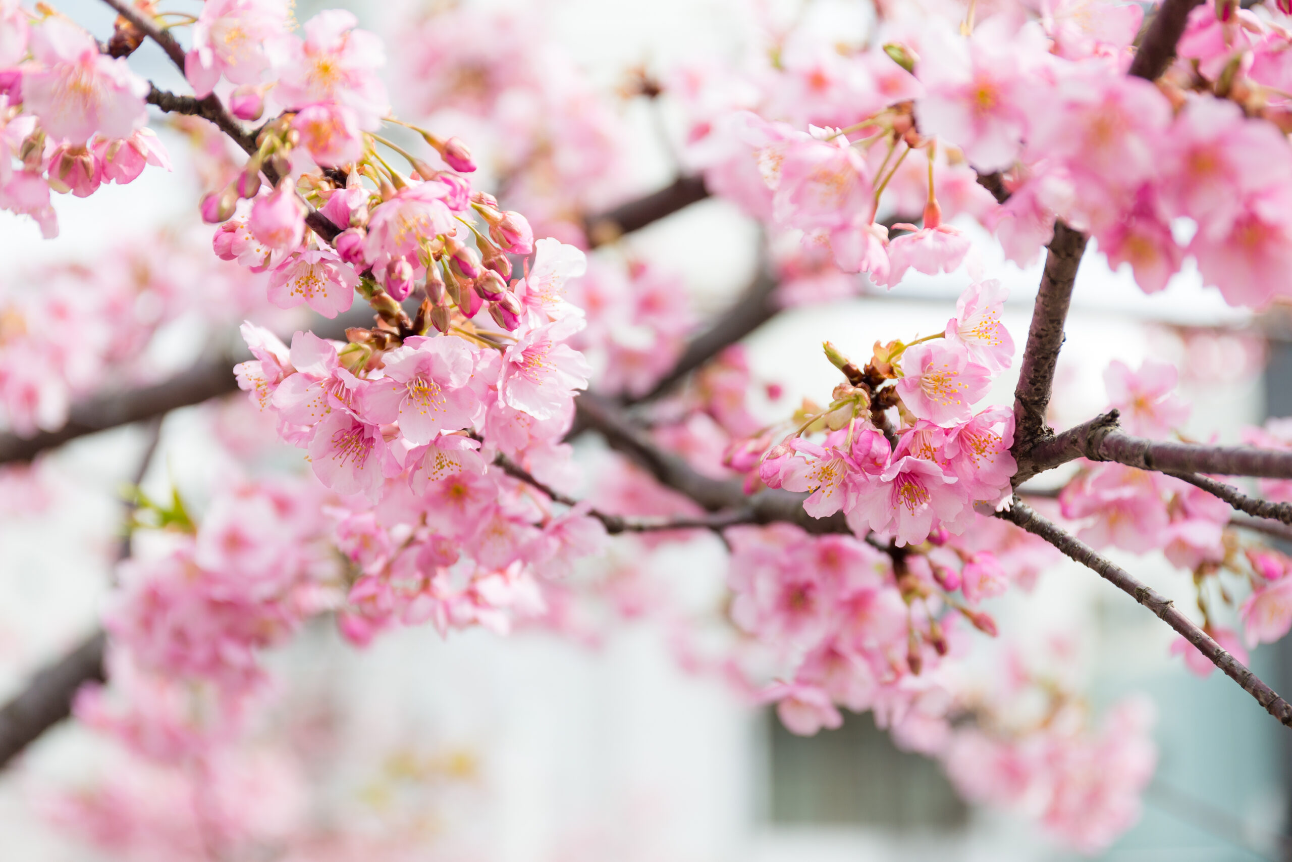 Kent’s cherry tree blossom links to Japan